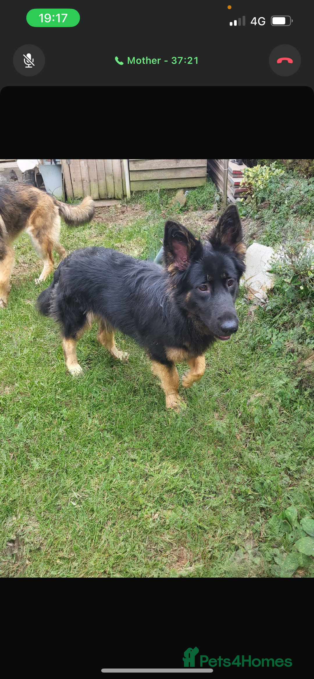 German Shepherd dogs for sale: 2x female German shepherd pups available  - Advert 2