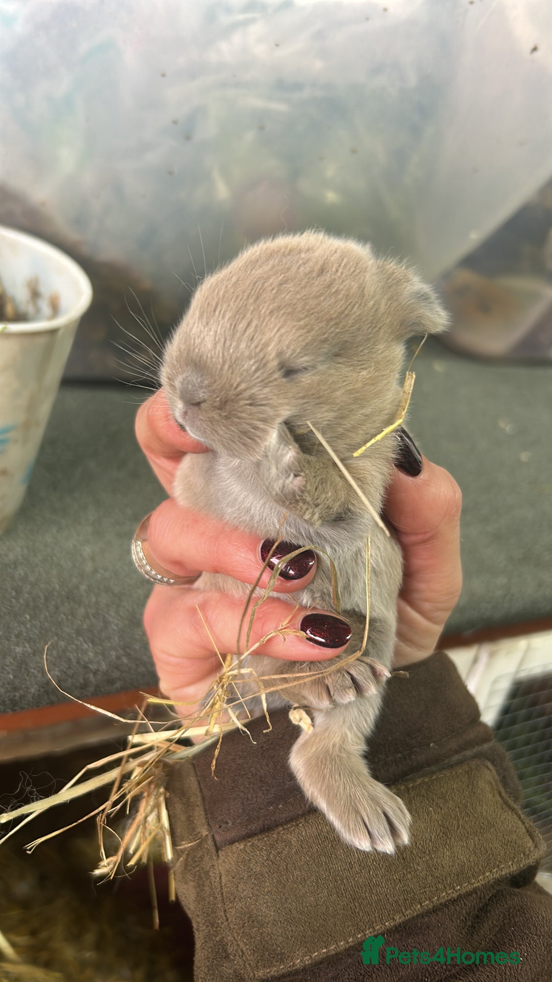 Mixed Breed rabbits for sale: Mini lop x lop  - Advert 7