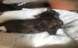 British Shorthair cats for sale: Last little girl kitten left - Image 1