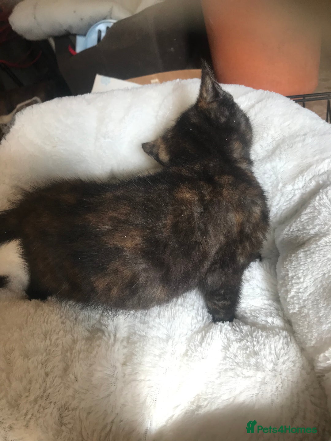 British Shorthair cats for sale: Last little girl kitten left - Image 1