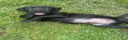Labrador Retriever dogs for sale: Labrador puppies for sale - Advert 8