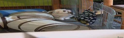 English Spot rabbits for sale: Neutred beautiful boy looking gor his forever home - Advert 23