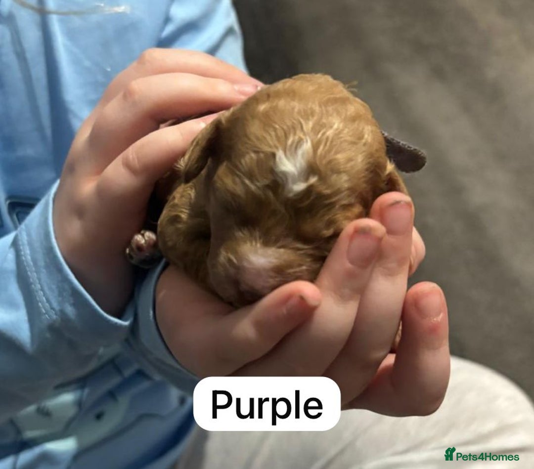 Cockapoo dogs for sale: FOX RED TOY COCKAPOO PUPPIES  - Advert 23