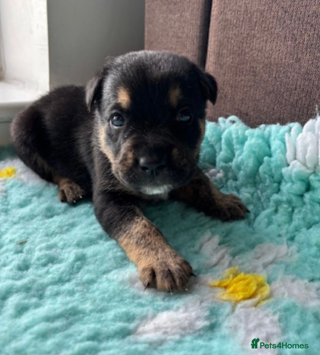 English Bulldog dogs for sale:  Bulldog puppy’s  - Image 2