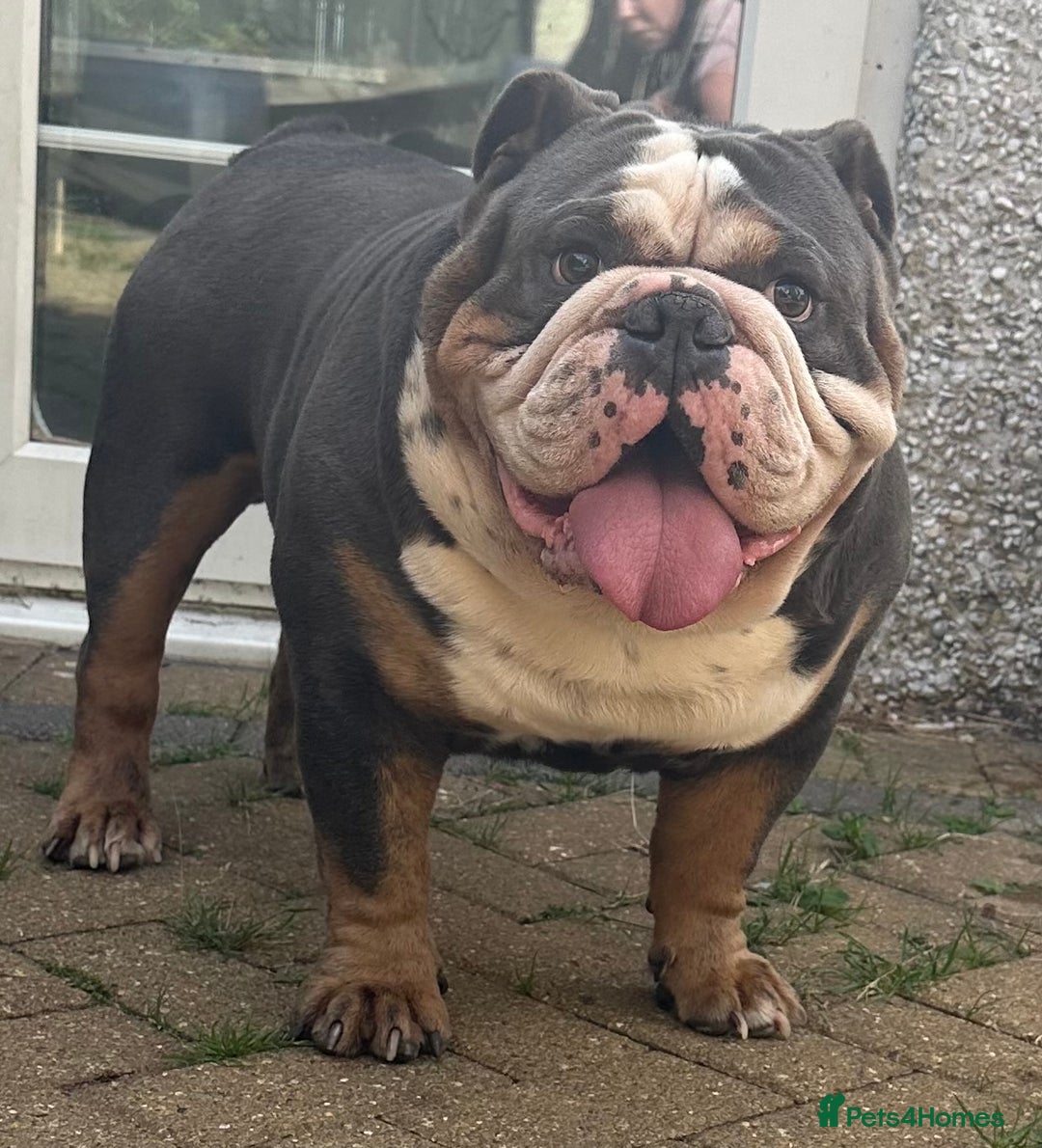 English Bulldog dogs for sale: 🌟Ready Now!🌟 - Advert 32