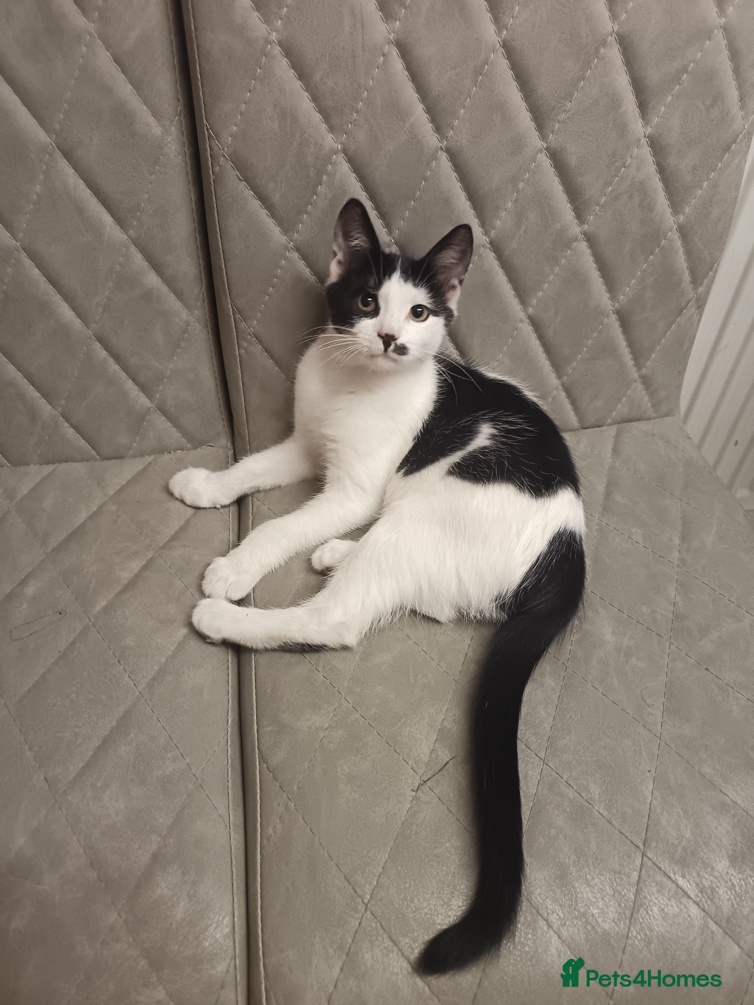 Mixed Breed cats Beautiful kitten for sale - Advert 1