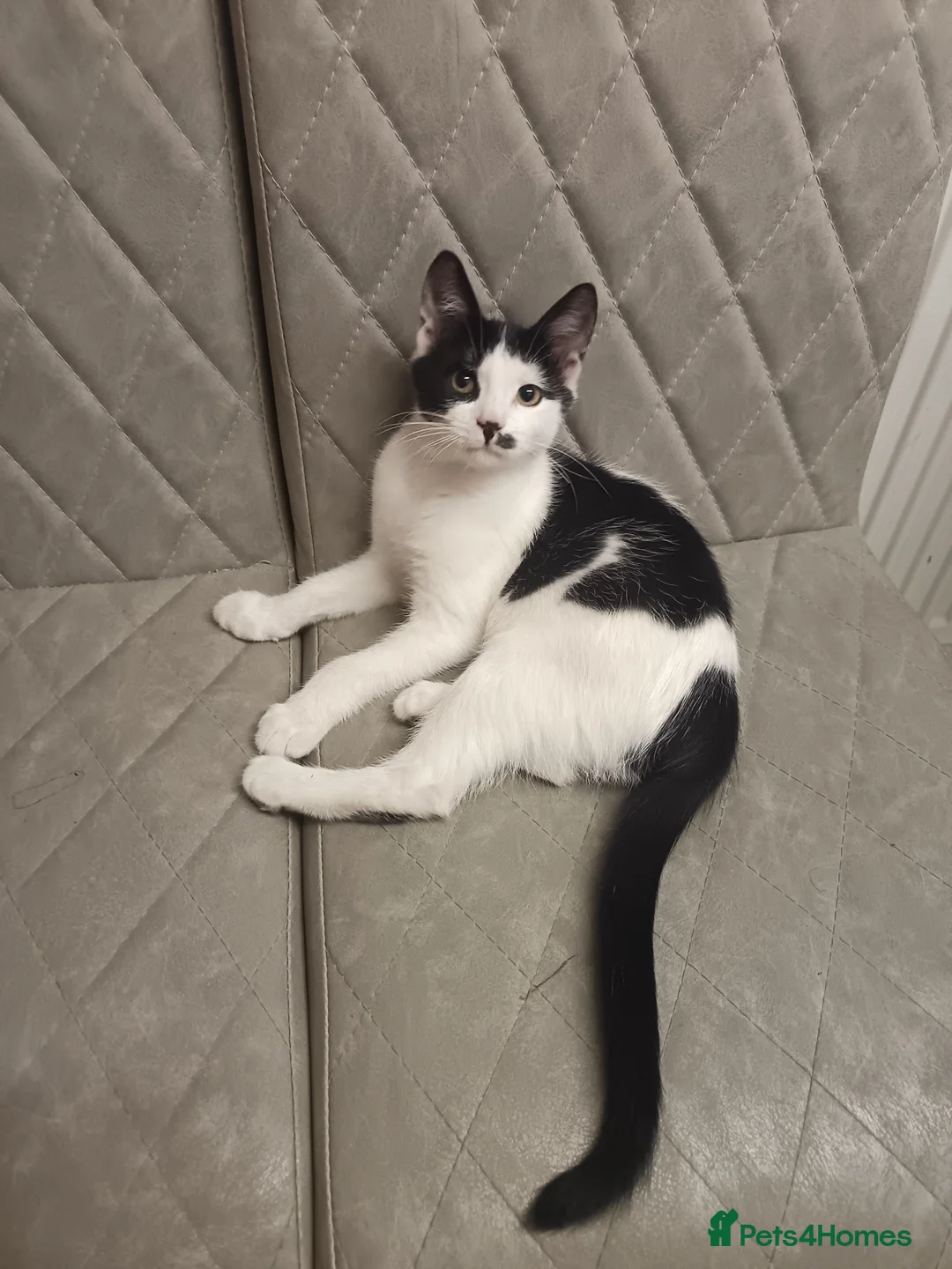 Mixed Breed cats for sale: Beautiful kitten for sale - Advert 1