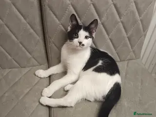 Mixed Breed cats Beautiful kitten for sale - Advert 1