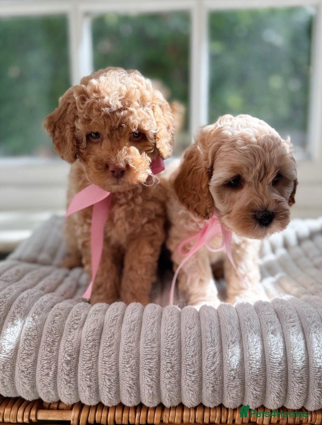 Cavapoo dogs for sale: F1b health tested cavapoo - Image 8