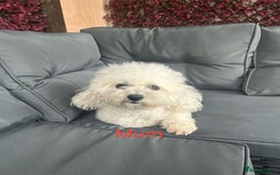 Bichon Frise dogs for sale: Bichon Frise Puppies  - Image 4