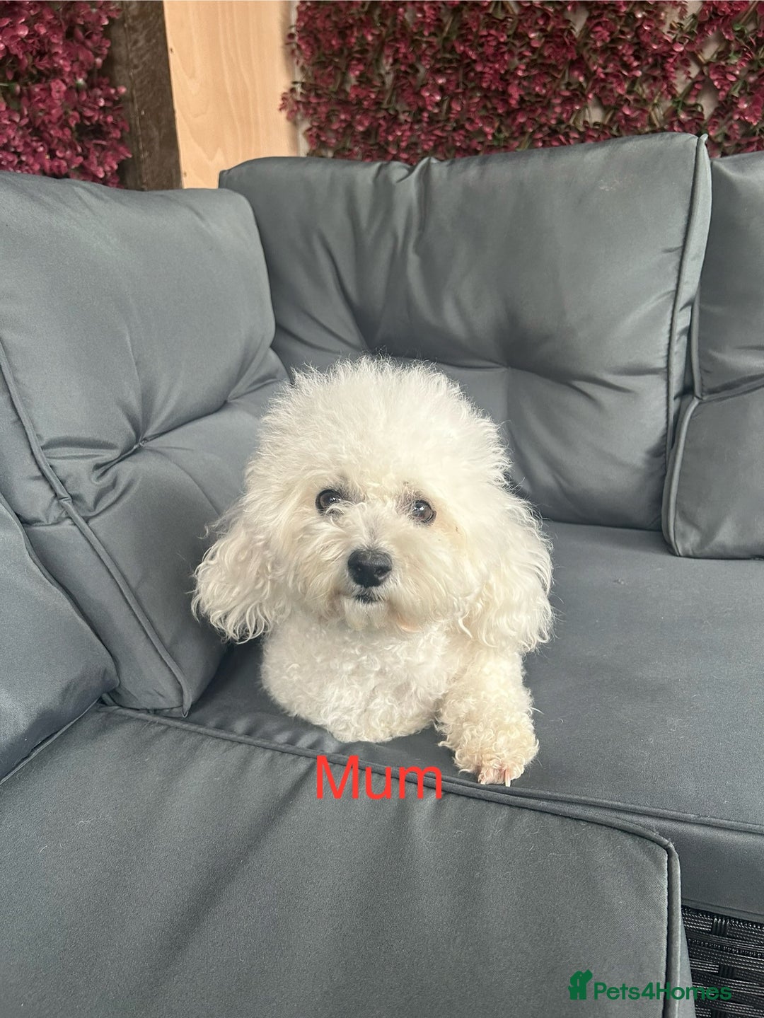 Bichon Frise dogs for sale: Bichon Frise Puppies  - Image 4