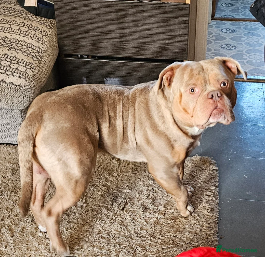 American Bully dogs for stud: American Pocket Bully STUD. ABKC reg Lilac TRI - Advert 7