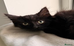 Russian Blue cats for sale: Crossed Russian Blue Kitten - Advert 1