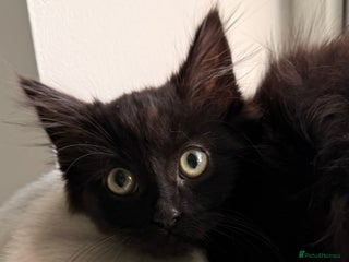 Russian Blue cats for sale: Crossed Russian Blue Kitten - Advert 1