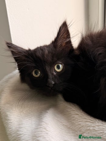 Russian Blue cats Crossed Russian Blue Kitten - Advert 1