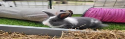 Mixed Breed rabbits for sale: Beautiful Rabbits - READY TO LEAVE - Advert 12