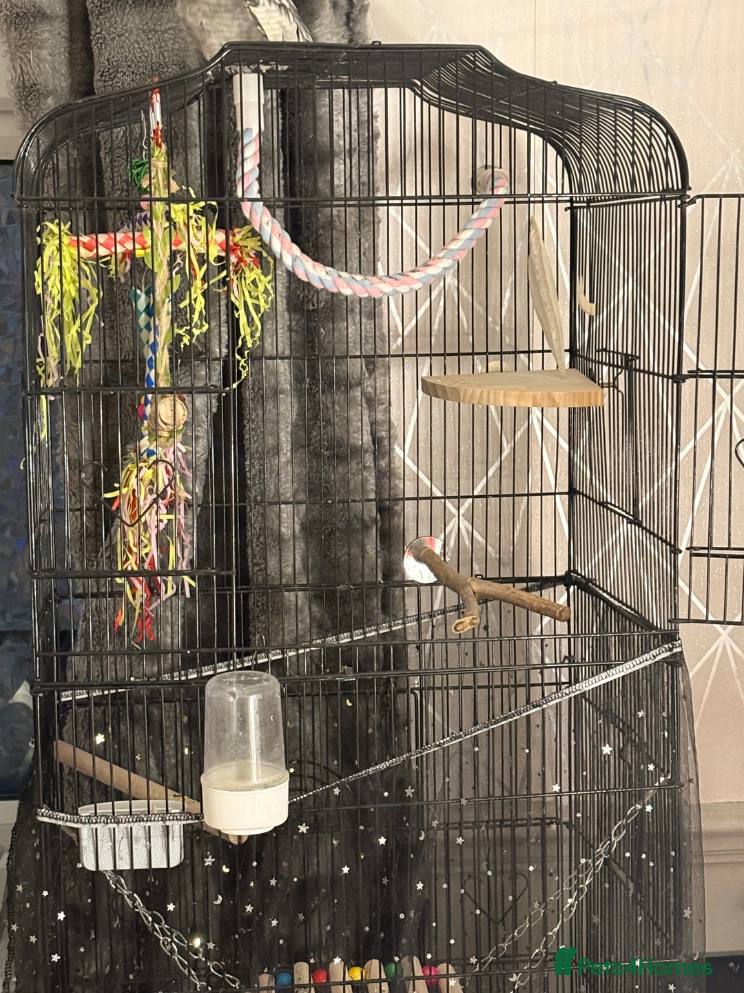 Cockatiels birds for sale: Beautiful Cockatiel for sale  - Advert 3