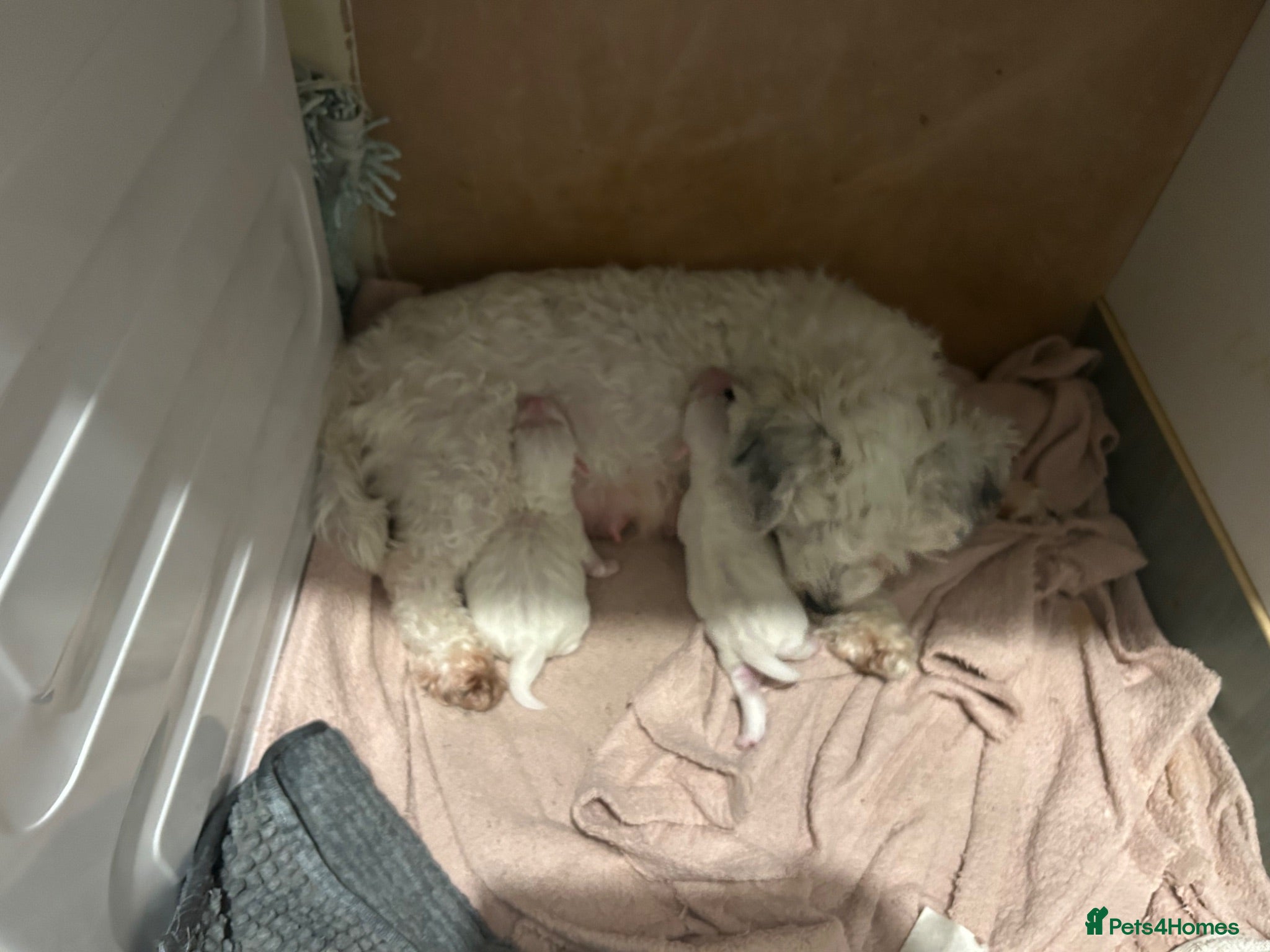 Mixed Breed dogs Maltipoo puppies - Advert 1