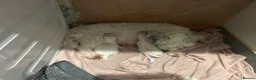 Mixed Breed dogs for sale: Maltipoo puppies in Salisbury - Advert 1