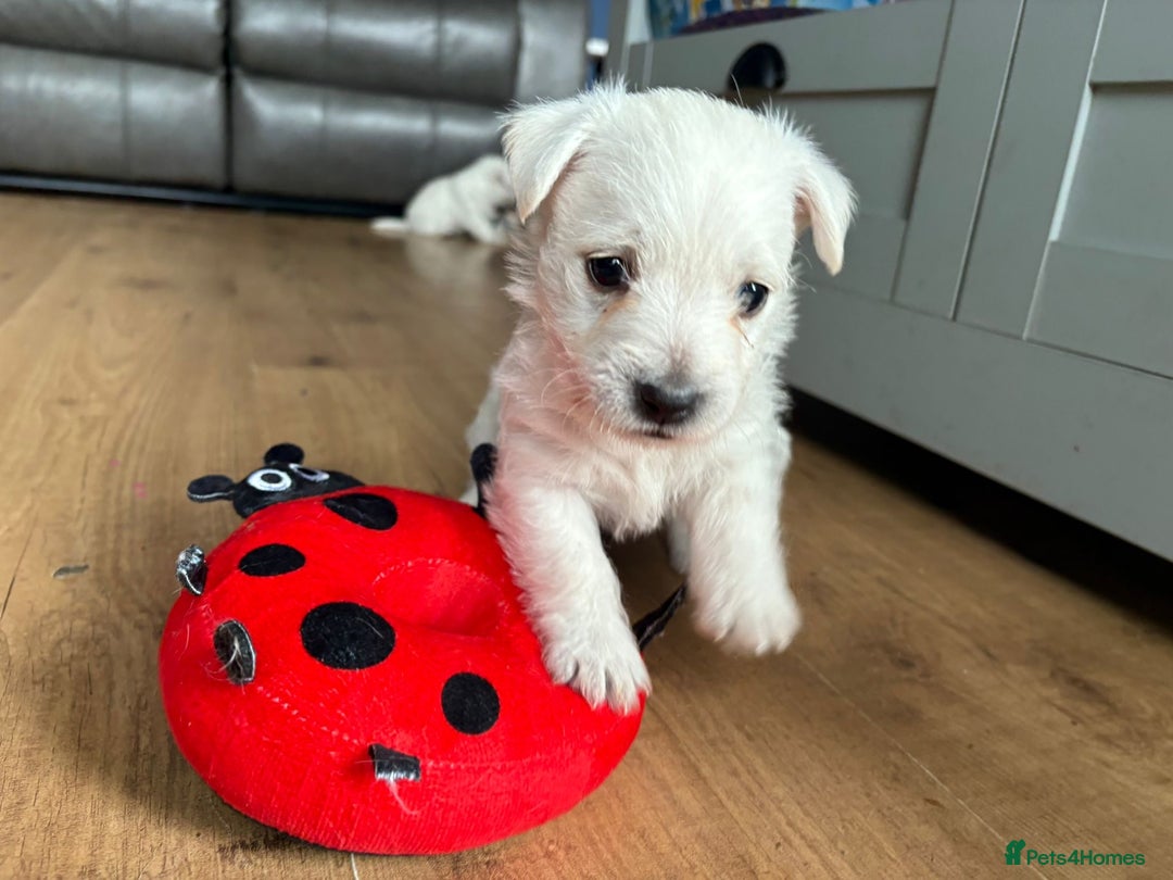 West Highland Terrier dogs for sale: Gorgeous West Highland White (Westie) Puppies - Image 9