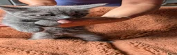 Mixed Breed cats for sale: 5 beautiful kittens for sale - Advert 22