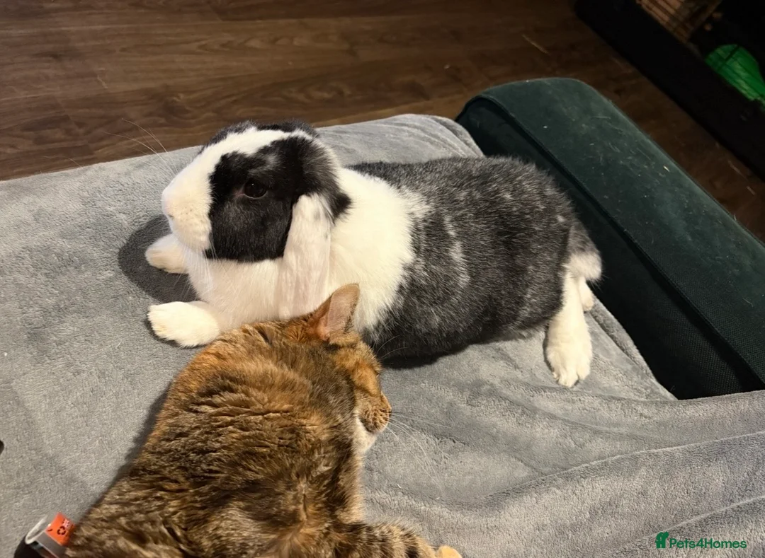 Mixed Breed rabbits for sale: Beautiful male rabbit looking for a new home - Advert 2