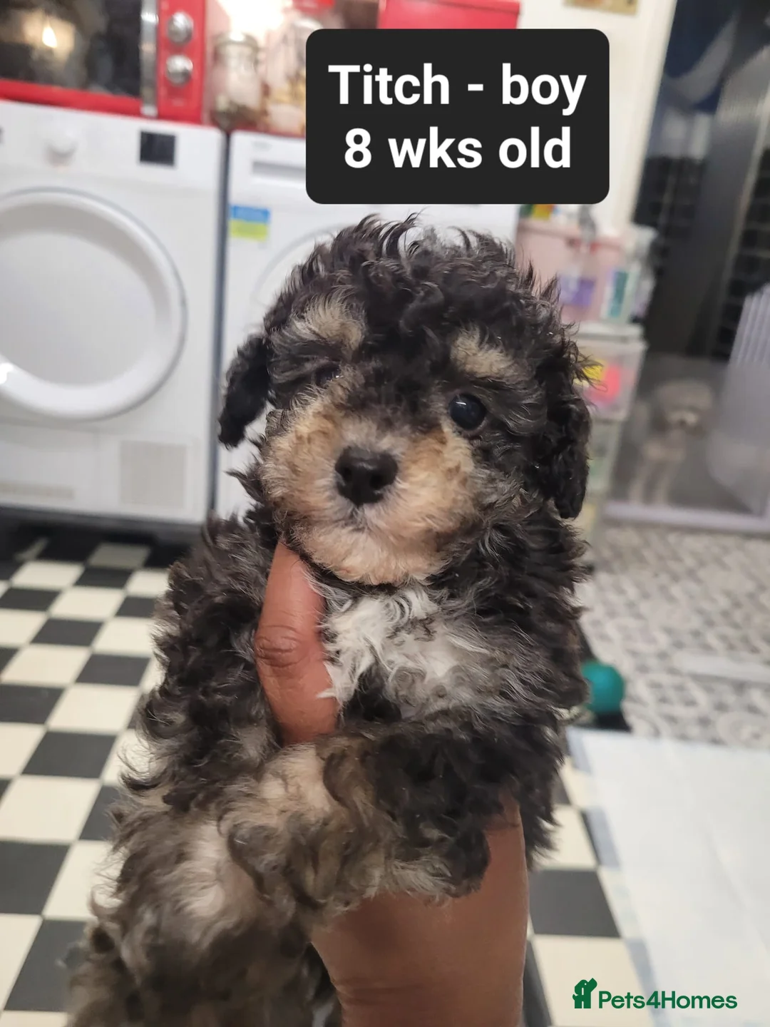 Toy Poodle dogs for sale: Asian toy poodles  - Advert 1