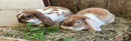Mini Lop rabbits for sale: Adult Females + Males & Baby Male Rabbits  - Advert 2