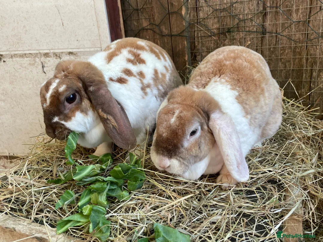 Mini Lop rabbits for sale: Adult Females + Males & Baby Male Rabbits  - Advert 2