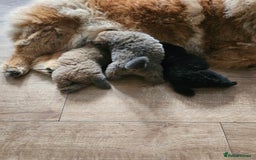 Chow Chow dogs for sale: Chow chow puppies - Image 1