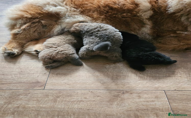 Chow Chow dogs - Advert 1