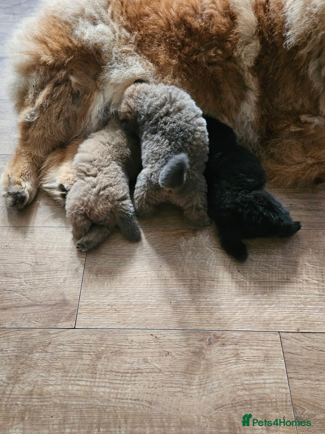 Chow Chow dogs for sale: Chow chow puppies - Image 1
