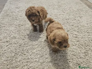 Maltipoo dogs READY TO LEAVE NOW Tiny Toy Maltipoo puppies 🐶 - Advert 2