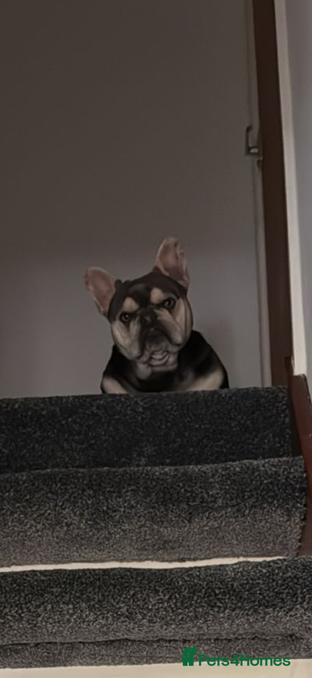 French Bulldog dogs for sale: Beautiful French bulldog boy 1 year old - Image 3
