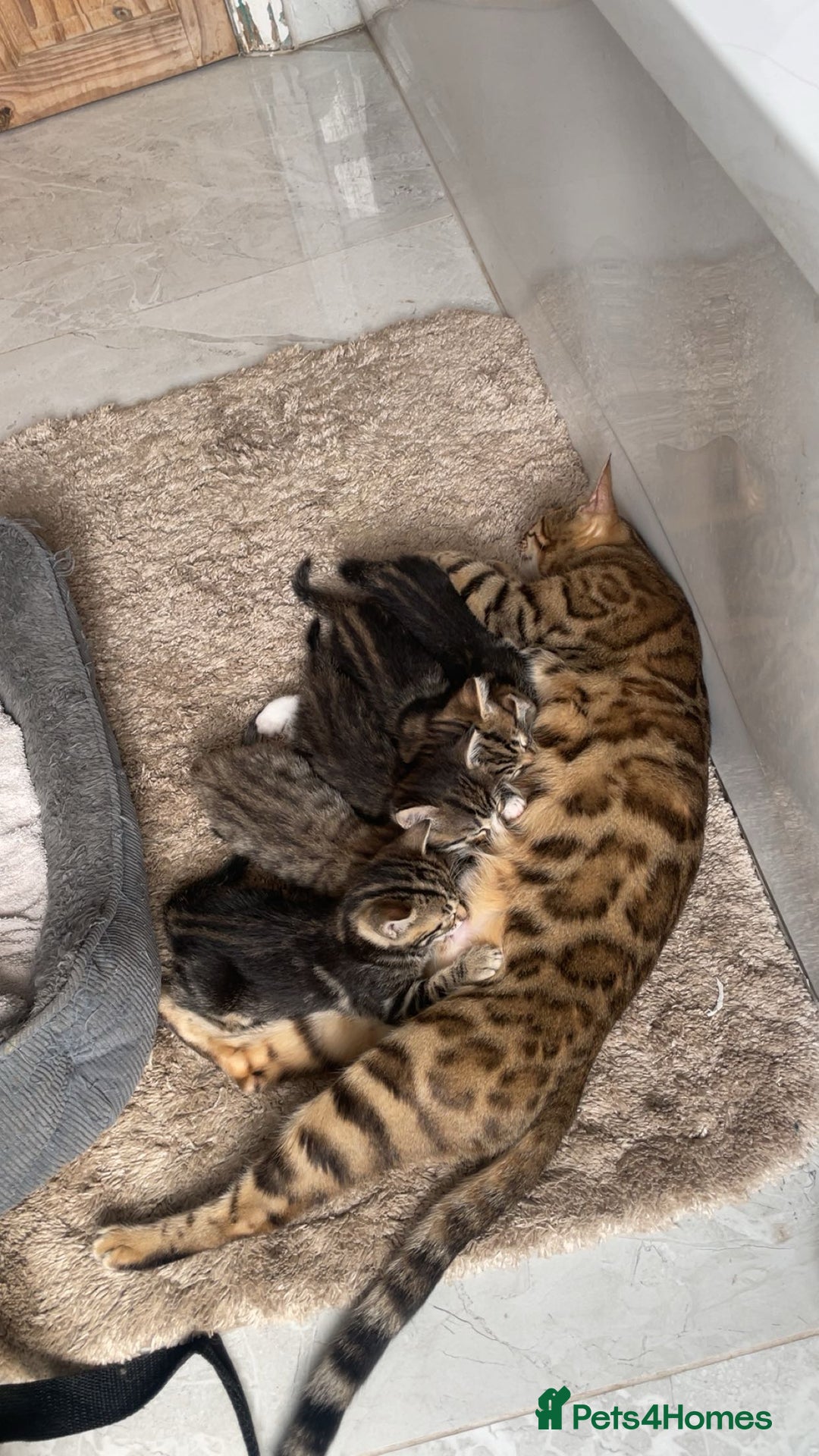 Mixed Breed cats for sale: KITTENS FOR SALE SOUTH LONDON - Advert 13