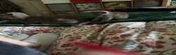 Burmese cats for sale: Gorgeous Playful Loving Burmese Kittens  - Advert 2