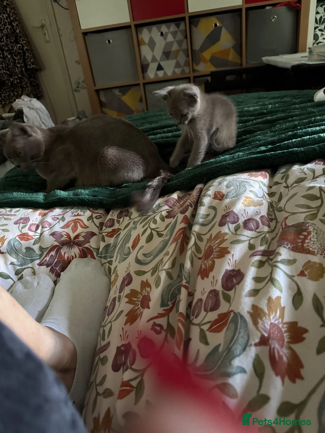 Burmese cats for sale: Gorgeous Playful Loving Burmese Kittens  - Advert 2