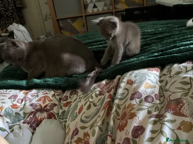 Burmese cats for sale: Gorgeous Playful Loving Burmese Kittens - Advert 2