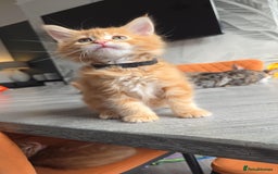 Maine Coon cats for sale: Stunning Maine Coon Kittens - Ready NOW -  - Image 12