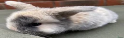 Mini Lop rabbits for sale: STUNNING PURE BRED MINI LOPS MUST SEE - Advert 10