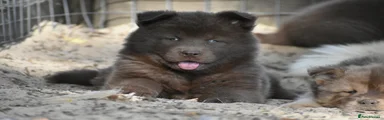 Chocolate male 4