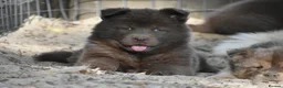 Chow Chow dogs for sale: Genuine chowski puppies  - Advert 12
