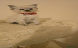 Ragdoll cats for sale: amazing Ragdoll kitten for sale - Image 2