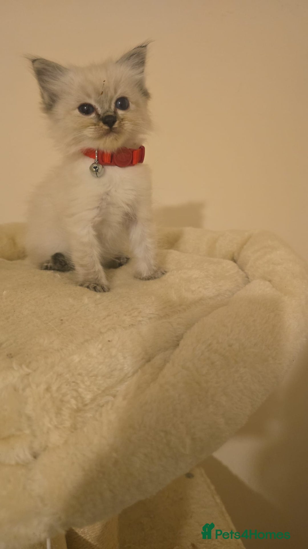 Ragdoll cats for sale: amazing Ragdoll kitten for sale - Image 2