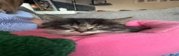 Mixed Breed cats for sale: Beautiful fluffy tabby girl  - Advert 20
