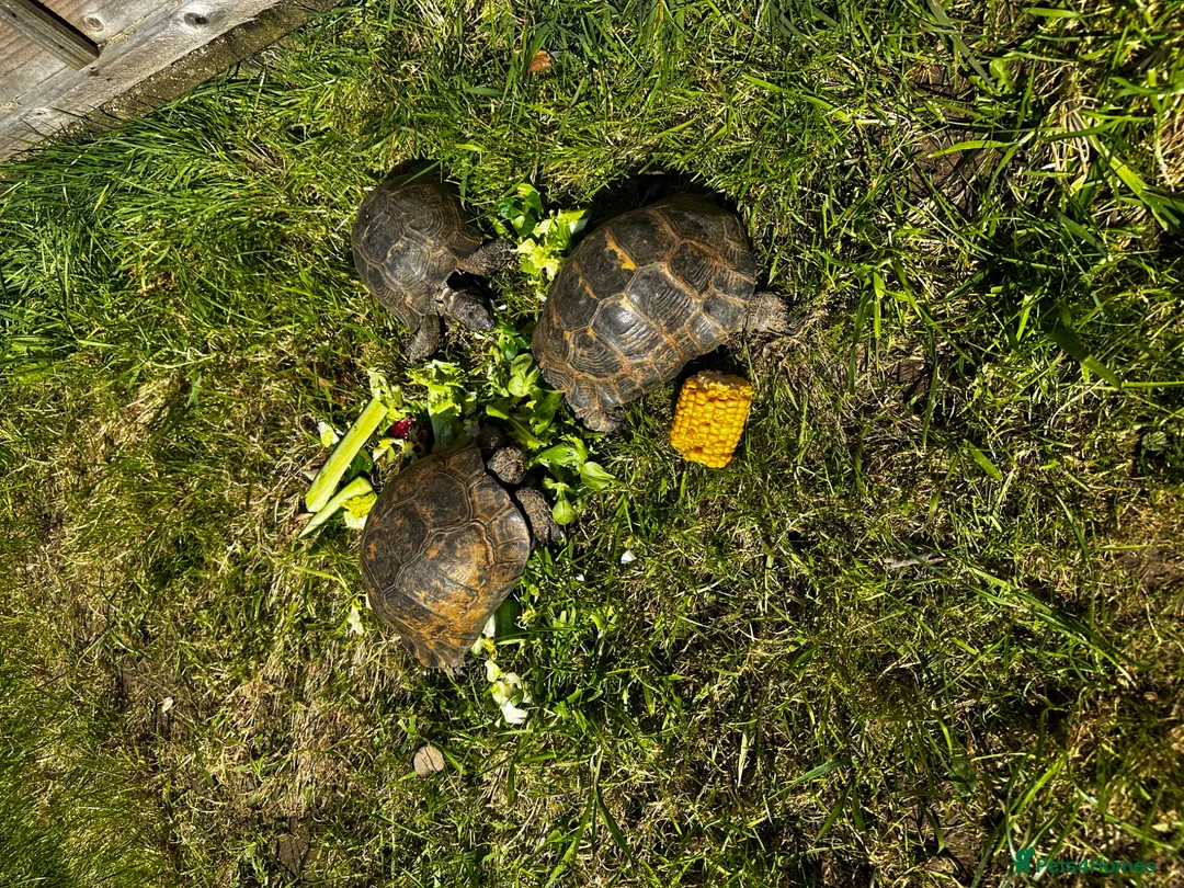 Tortoise reptiles for sale: Male Spurthigh tortoise  - Advert 2