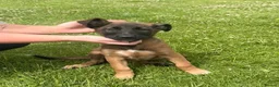 Belgian Shepherd Dog dogs for sale: RARE BLACK&BROWN BELGIAN MALINOIS PUPPIES - Advert 15