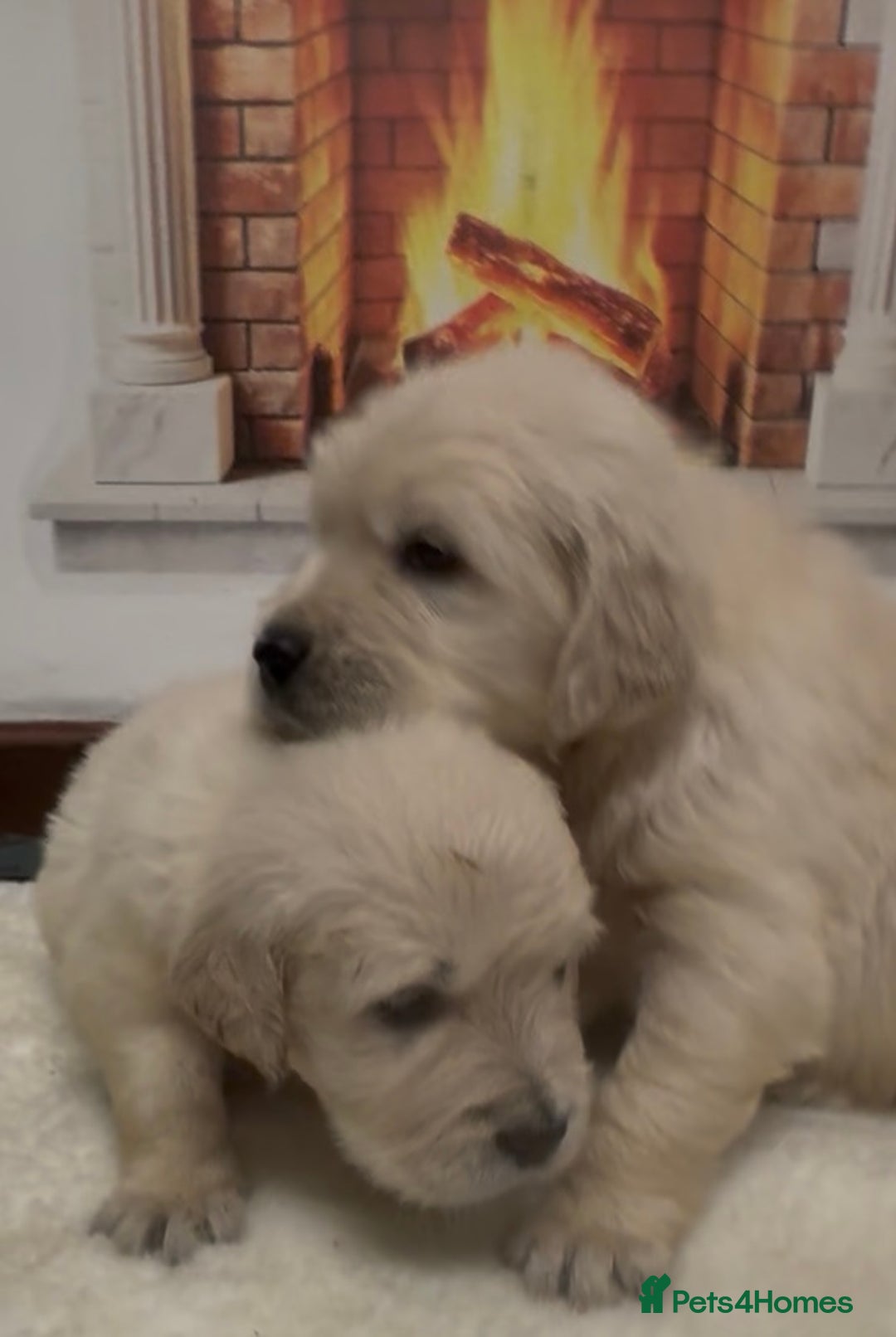 Golden Retriever dogs for sale: Golden Retriever Pups from Health Tested Parents  - Advert 13