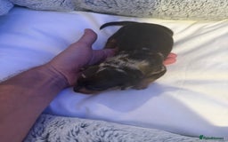 Dachshund dogs for sale: Dapple Dachshund Puppies - Image 20