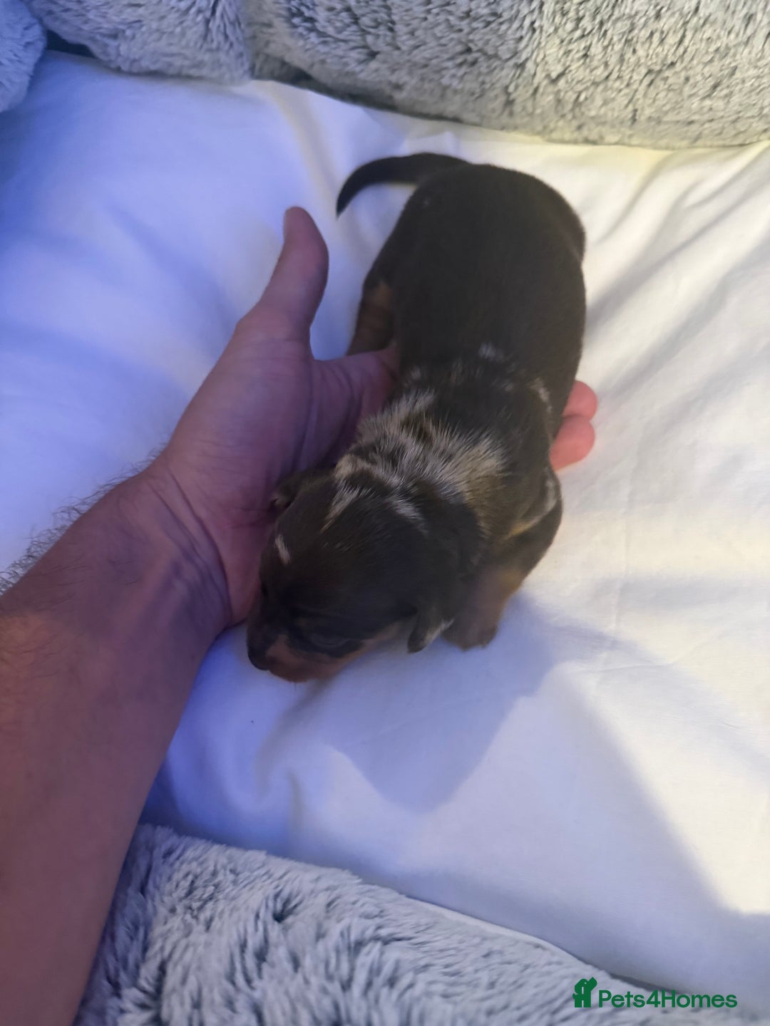 Dachshund dogs for sale: Dapple Dachshund Puppies - Image 20